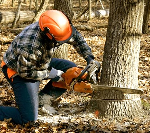 Arborist assessing tree health in Vermont